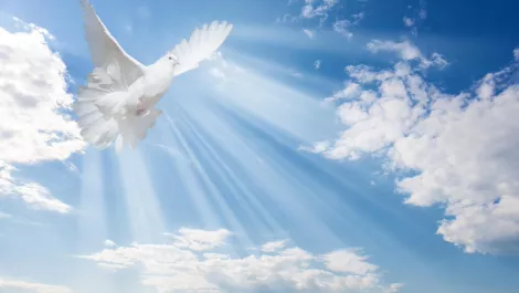 And the Kiwi channel says Dove, Dove, Dove...