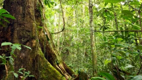 Eagle taking IT into the jungle