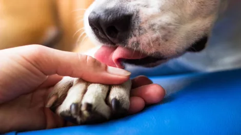 Qld RSPCA embraces video conferencing to save animals' lives