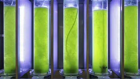 Could biofuels lead New Zealand to a green transport future?
